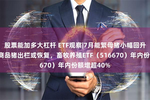 股票能加多大杠杆 ETF观察|7月能繁母猪小幅回升，明年3月商品猪出栏或恢复，畜牧养殖ETF（516670）年内份额增超40%